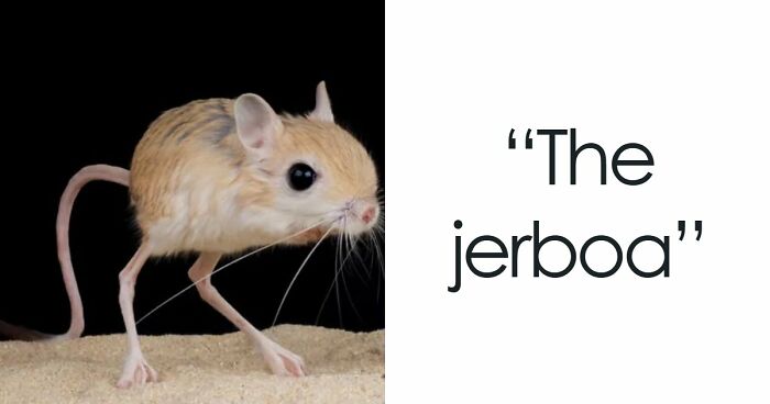 “What Animal Instantly Wins The ‘Looks Fake But Is Real’ Competition?” (35 Responses)