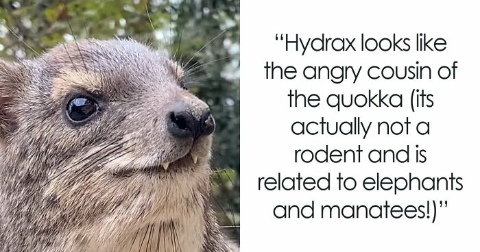 “What Animal Instantly Wins The ‘Looks Fake But Is Real’ Competition?” (35 Responses)