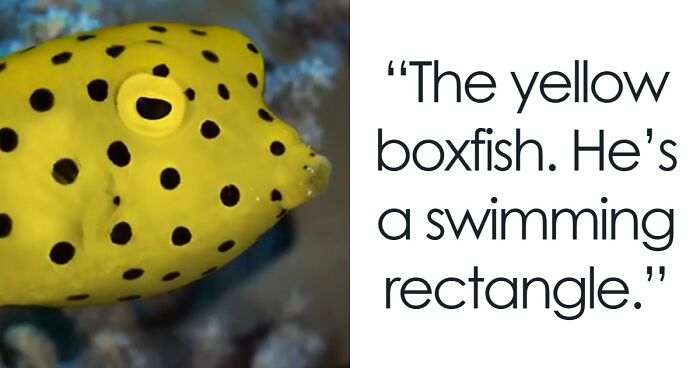 “What Animal Instantly Wins The ‘Looks Fake But Is Real’ Competition?” (35 Responses)