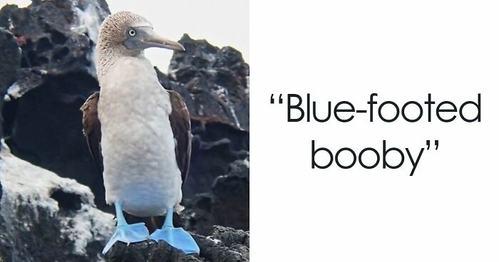 “What Animal Instantly Wins The ‘Looks Fake But Is Real’ Competition?” (35 Responses)