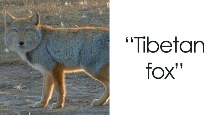 “What Animal Instantly Wins The ‘Looks Fake But Is Real’ Competition?” (35 Responses)