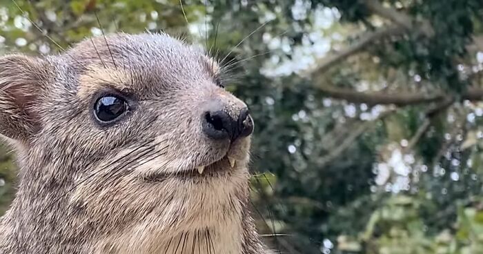 “What Animal Instantly Wins The ‘Looks Fake But Is Real’ Competition?” (35 Responses)