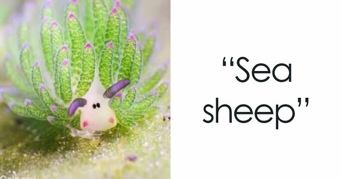 “What Animal Instantly Wins The ‘Looks Fake But Is Real’ Competition?” (35 Responses)