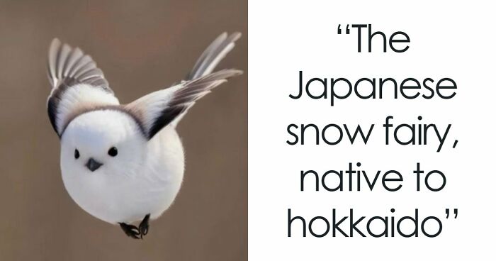 “What Animal Instantly Wins The ‘Looks Fake But Is Real’ Competition?” (35 Responses)