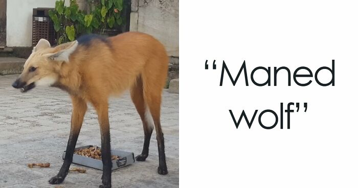 “What Animal Instantly Wins The ‘Looks Fake But Is Real’ Competition?” (35 Responses)
