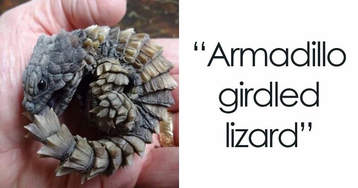“What Animal Instantly Wins The ‘Looks Fake But Is Real’ Competition?” (35 Responses)