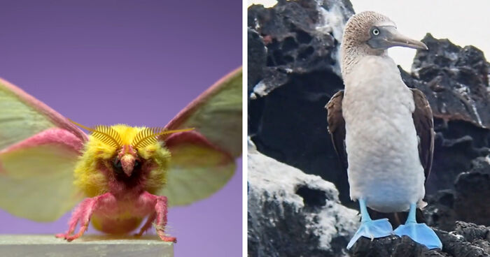 “What Animal Instantly Wins The ‘Looks Fake But Is Real’ Competition?” (35 Responses)