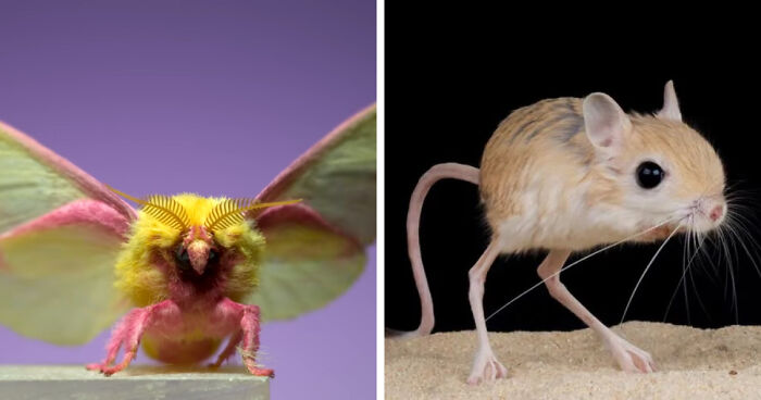 “What Animal Instantly Wins The ‘Looks Fake But Is Real’ Competition?” (35 Responses)