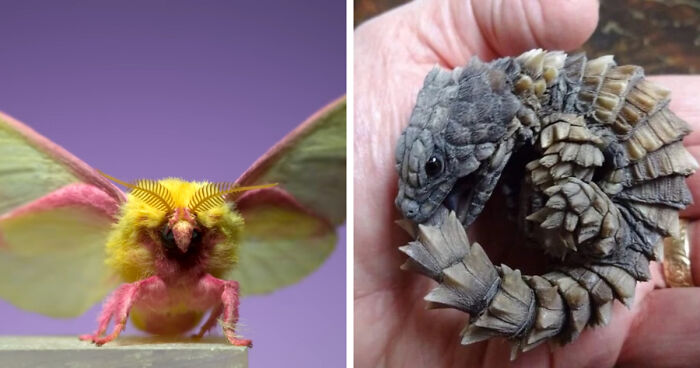 “What Animal Instantly Wins The ‘Looks Fake But Is Real’ Competition?” (35 Responses)