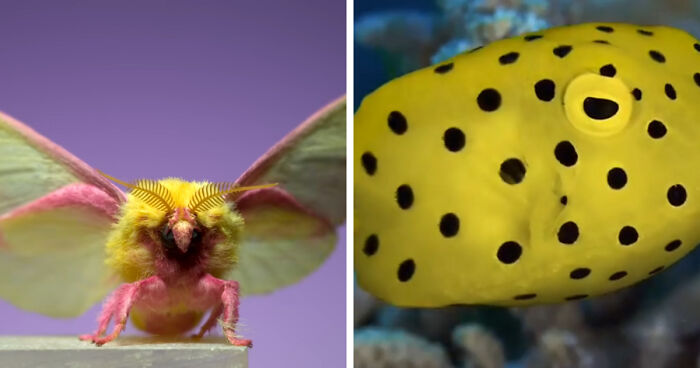 “What Animal Instantly Wins The ‘Looks Fake But Is Real’ Competition?” (35 Responses)