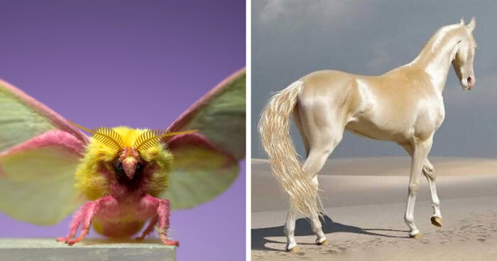 “What Animal Instantly Wins The ‘Looks Fake But Is Real’ Competition?” (35 Responses)