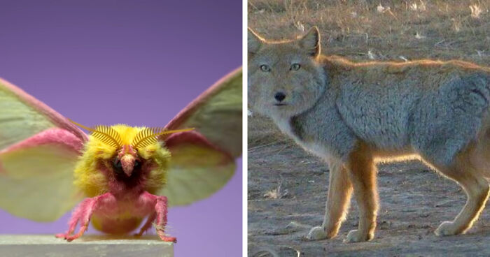 “What Animal Instantly Wins The ‘Looks Fake But Is Real’ Competition?” (35 Responses)