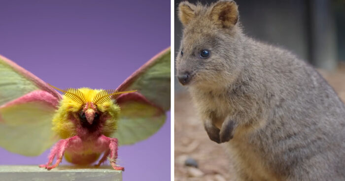 “What Animal Instantly Wins The ‘Looks Fake But Is Real’ Competition?” (35 Responses)