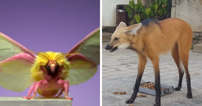 “What Animal Instantly Wins The ‘Looks Fake But Is Real’ Competition?” (35 Responses)