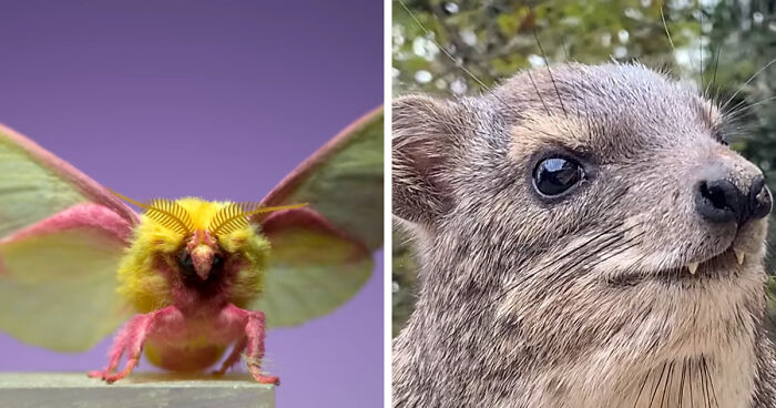 “What Animal Instantly Wins The ‘Looks Fake But Is Real’ Competition?” (35 Responses)
