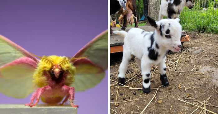 “What Animal Instantly Wins The ‘Looks Fake But Is Real’ Competition?” (35 Responses)