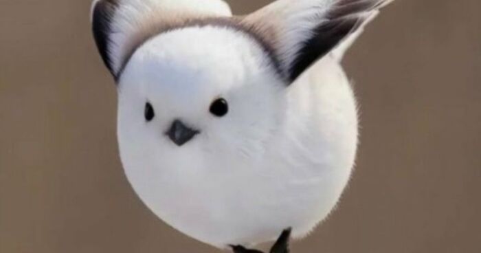“What Animal Instantly Wins The ‘Looks Fake But Is Real’ Competition?” (35 Responses)