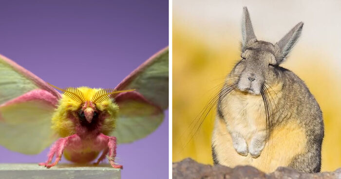 “What Animal Instantly Wins The ‘Looks Fake But Is Real’ Competition?” (35 Responses)
