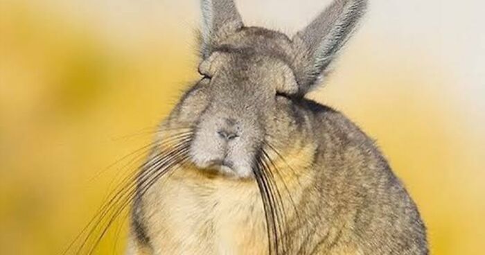 “What Animal Instantly Wins The ‘Looks Fake But Is Real’ Competition?” (35 Responses)