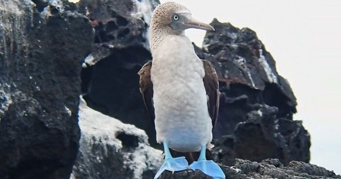 “What Animal Instantly Wins The ‘Looks Fake But Is Real’ Competition?” (35 Responses)
