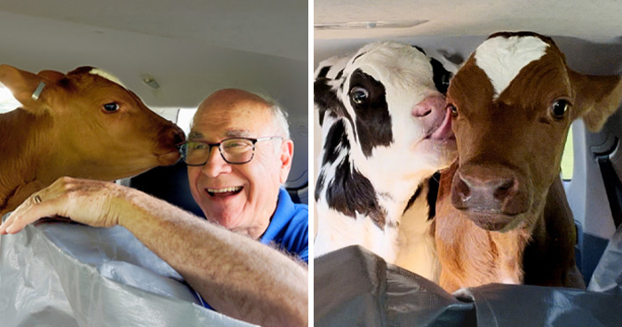 How A 600-Mile Drive With Two Rescued Calves Turned Into One Of The Most Heartwarming Animal Documentaries