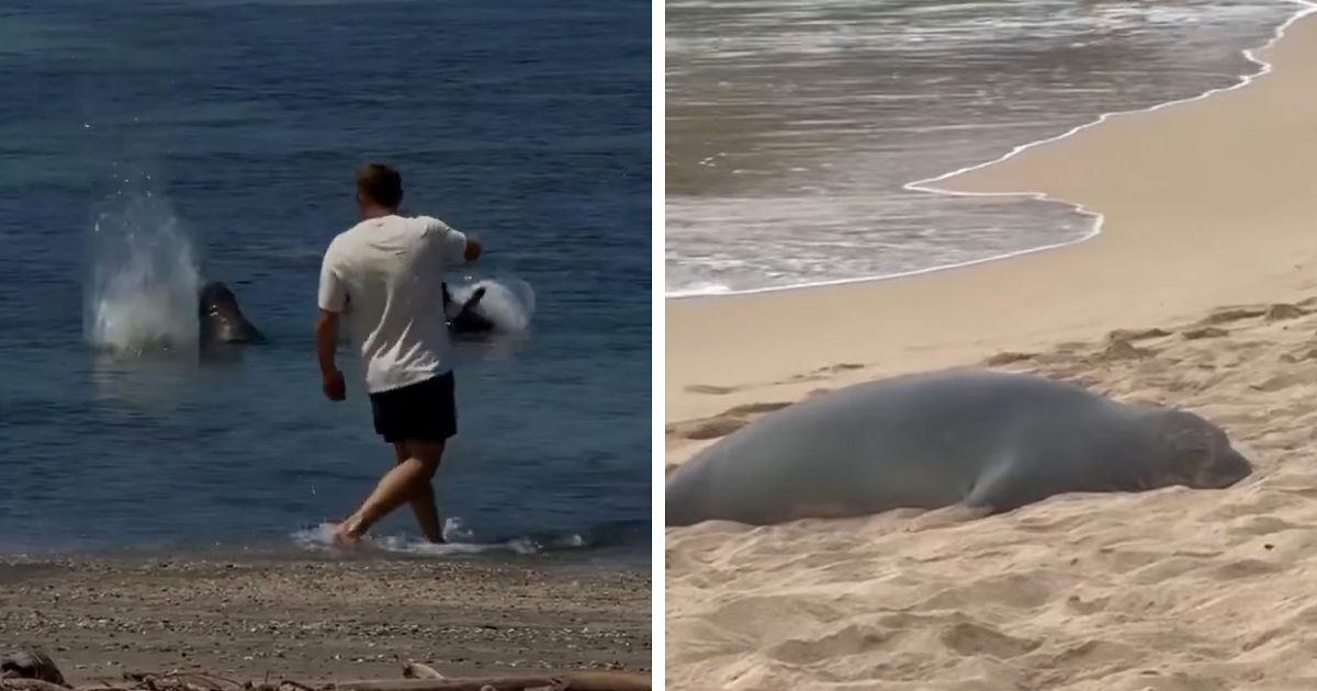 Entitled Tourist Yells “I’m Rich” After Throwing Rock At Beloved Seal, Local Gives Him Instant Karma