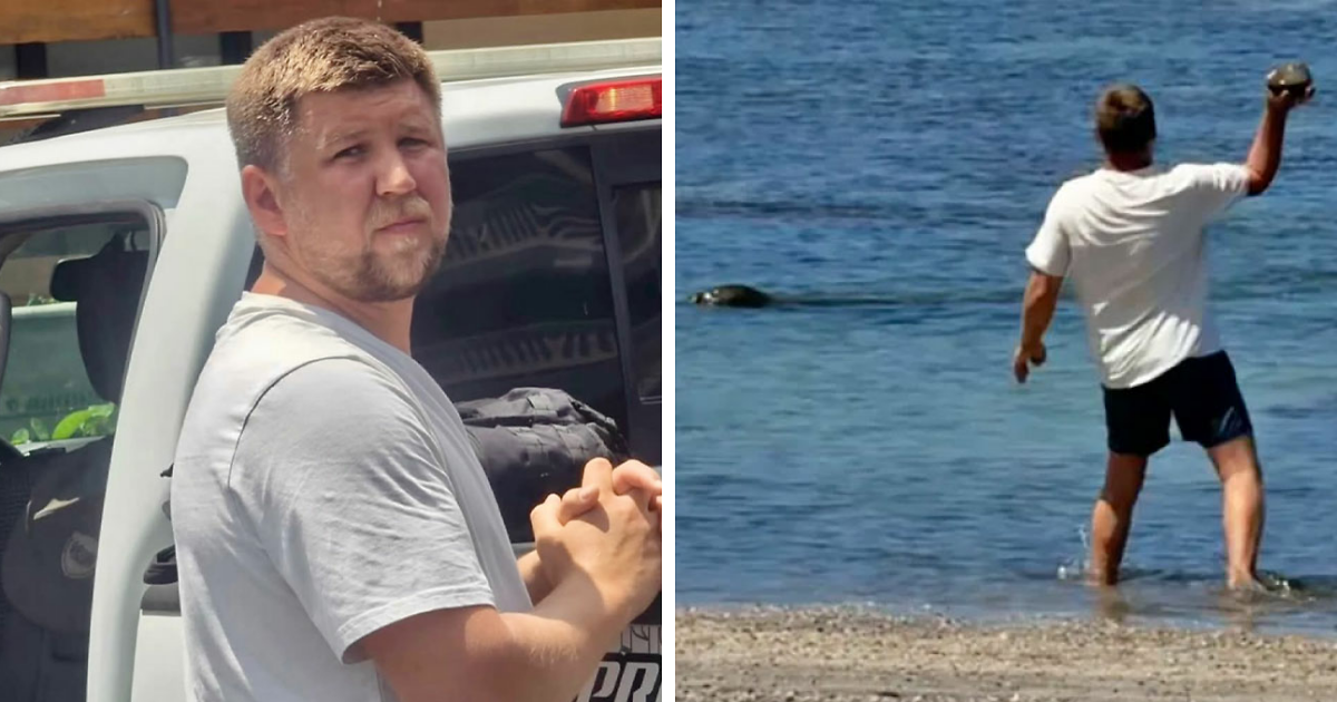 Hurled Rocks Lawyer For Tourist Who Hurled Rock At Beloved Seal Provides Unusual ...