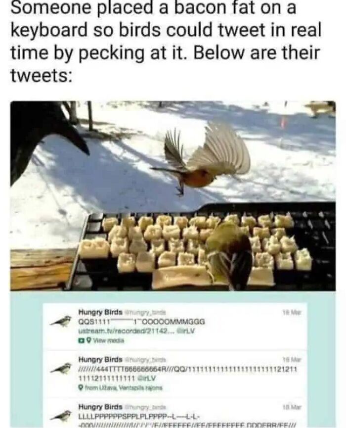 Wholesome memes: Birds peck at a keyboard covered in bacon fat, making funny tweets in the snow. Quick serotonin boost!