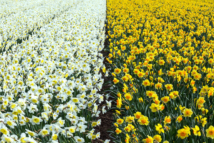 Field of white and yellow daffodils, symbolizing vibrant moments for long term partners