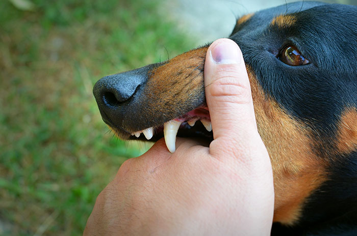 A human hand gently pulling back a Doberman's lip, revealing its teeth, against a blurry green background. Scary first date.