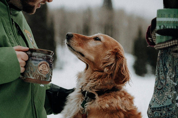 Golden retriever looking up at a man holding a cup outdoors in winter Golden retriever looking up at a man holding a cup outdoors in winter