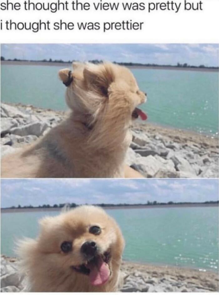 Funny dog meme with caption about view and prettiness by the water