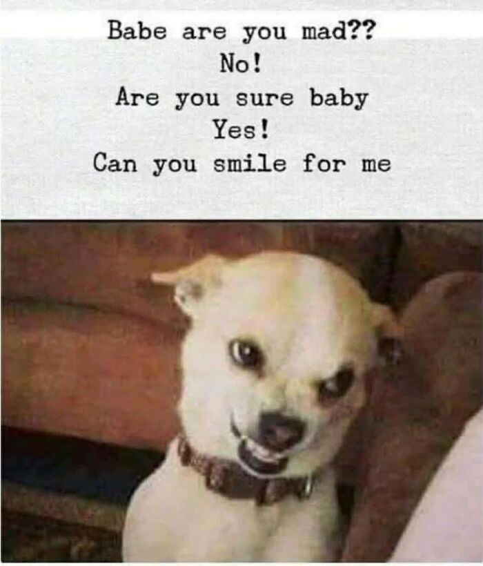 Dog smirking meme with text asking if babe is mad and to smile