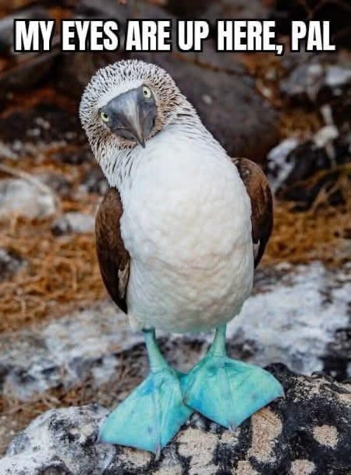 Bird with caption about eyes being up here funny meme