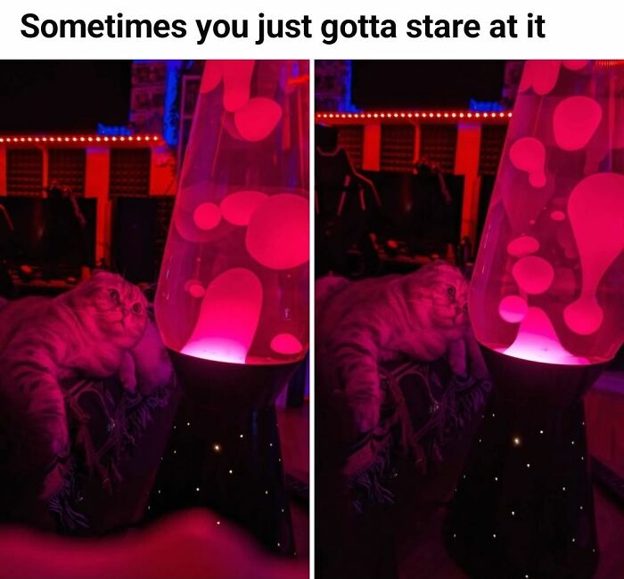 Cat staring at lava lamp meme with red lighting