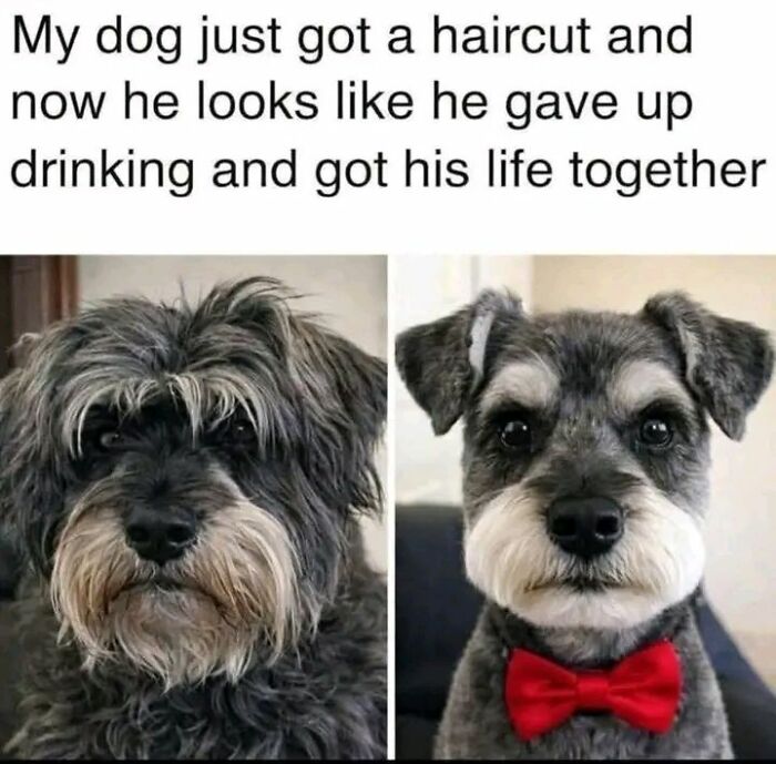 Before and after dog haircut meme showing transformation