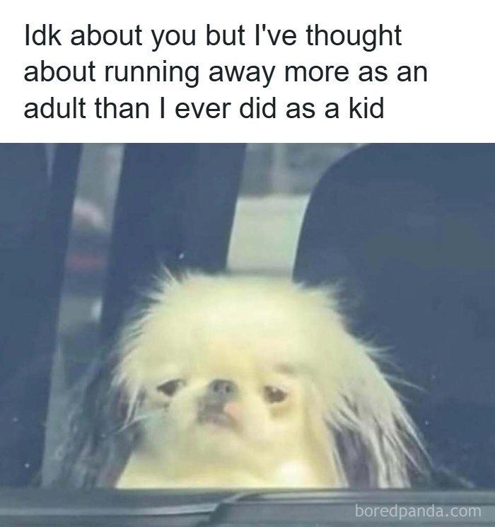 A fluffy dog with a sad expression, looking out a car window. Funny memes to bring laughter.