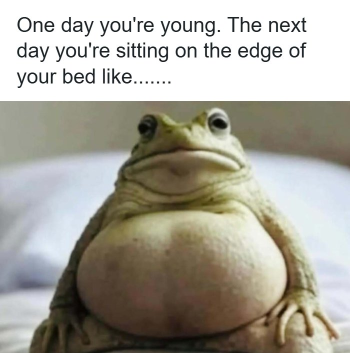 Funny toad meme sitting on a bed, expressing aging. This random meme will bring out the laughter.