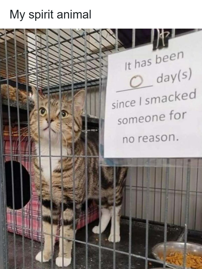 A cat in a cage looks up with wide eyes next to a sign saying 0 days since I smacked someone for no reason. Funny monster memes.