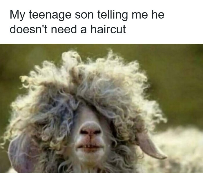 A fluffy sheep with an abundance of wool covering its face, looking shaggy. A random meme to bring laughter.