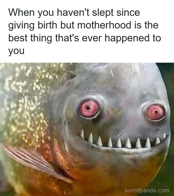 A meme of a wide-eyed, smiling piranha. The text reads, "When you haven't slept since giving birth but motherhood is the best thing that's ever happened to you." Random memes to bring laughter.