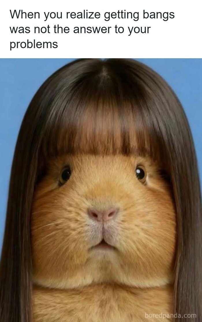 A meme of a guinea pig with straight brown hair and bangs, looking surprised, for laughter.