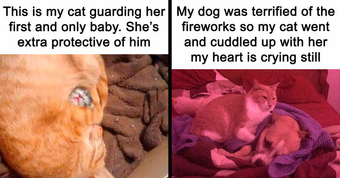 81 Funny Animal Memes That Might Melt Your Heart And Make You Laugh