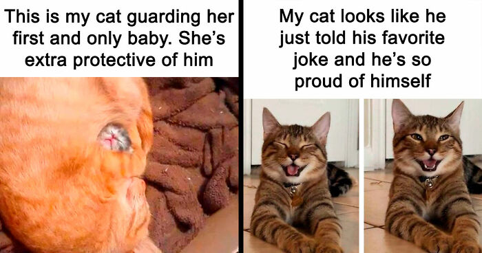 81 Funny Animal Memes That Might Melt Your Heart And Make You Laugh