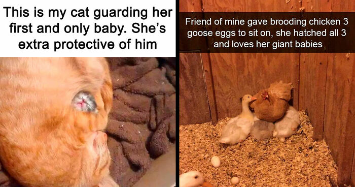 81 Funny Animal Memes That Might Melt Your Heart And Make You Laugh