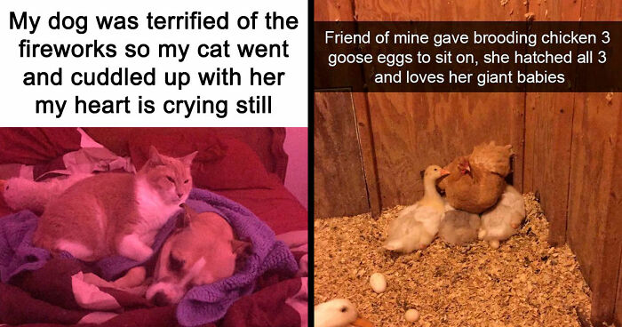 81 Funny Animal Memes That Might Melt Your Heart And Make You Laugh