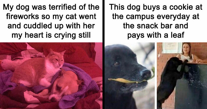 81 Funny Animal Memes That Might Melt Your Heart And Make You Laugh