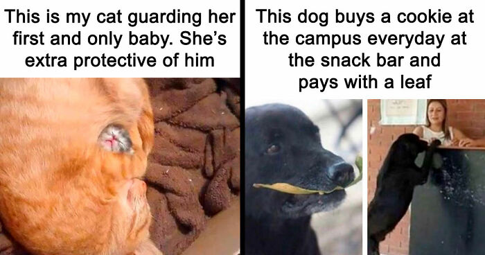 81 Funny Animal Memes That Might Melt Your Heart And Make You Laugh