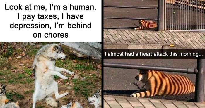 81 Funny Animal Memes That Might Temporarily Fix Your Life