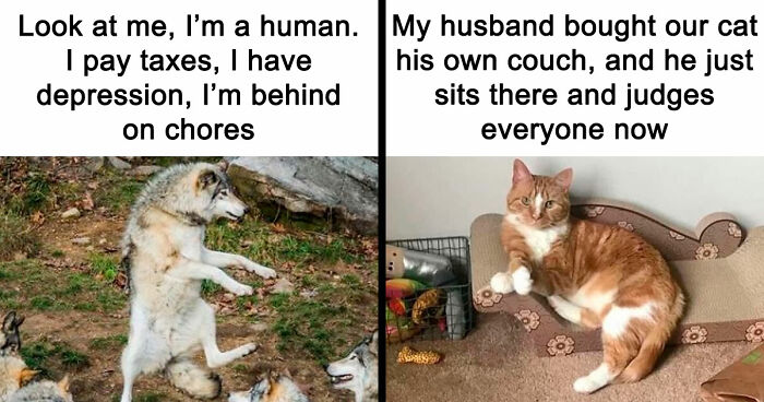 81 Funny Animal Memes That Might Temporarily Fix Your Life